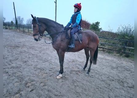 Irish Sport Horse, Gelding, 6 years, Bay