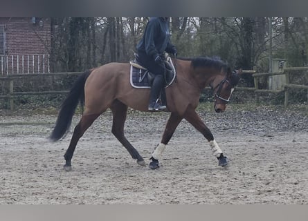 Irish Sport Horse, Gelding, 7 years, 15,2 hh, Brown