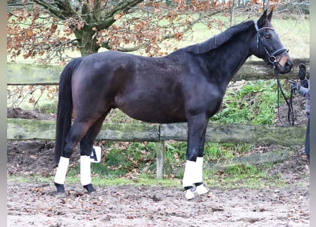 Irish Sport Horse Mix, Gelding, 7 years, 15,3 hh, Smoky-Black