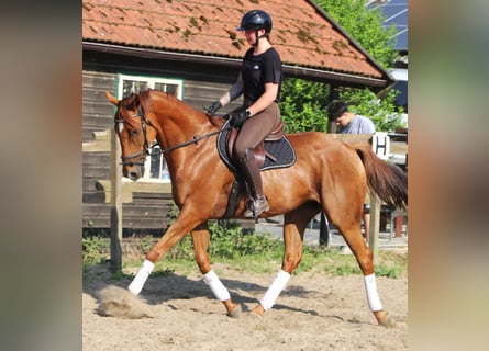 Irish Sport Horse Mix, Gelding, 7 years, 16.1 hh, Chestnut-Red