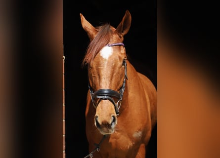 Irish Sport Horse Mix, Gelding, 7 years, 16.1 hh, Chestnut-Red