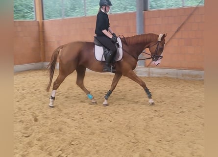Irish Sport Horse, Gelding, 7 years, 16.3 hh, Chestnut
