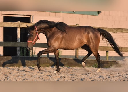 Irish Sport Horse, Gelding, 7 years, 16 hh, Bay-Dark