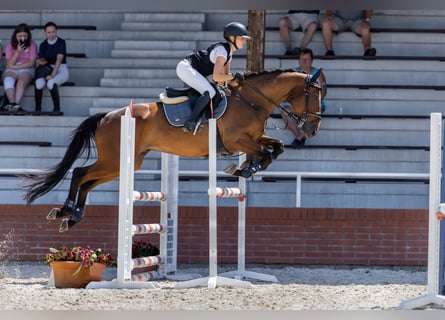 Irish Sport Horse, Gelding, 7 years, 16,1 hh, Bay