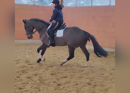 Irish Sport Horse, Gelding, 7 years, 17,2 hh, Brown