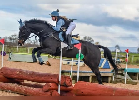 Irish Sport Horse, Gelding, 7 years, Bay-Dark