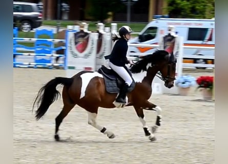 Irish Sport Horse, Gelding, 7 years