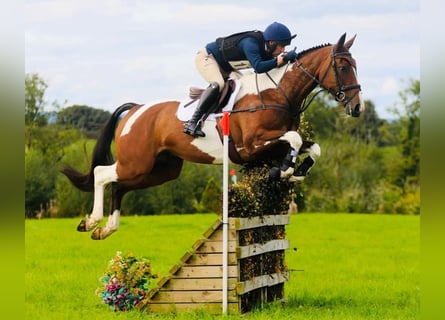 Irish Sport Horse, Gelding, 7 years