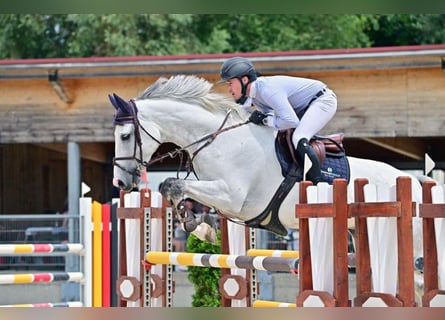 Irish Sport Horse, Gelding, 8 years, 16,1 hh, Grey