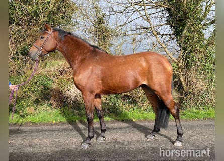 Irish Sport Horse, Gelding, 8 years, 16,3 hh, Bay