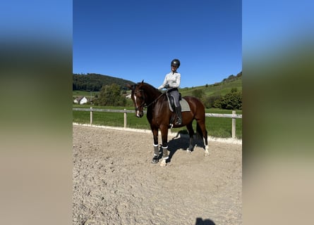 Irish Sport Horse, Gelding, 8 years, 17 hh, Brown