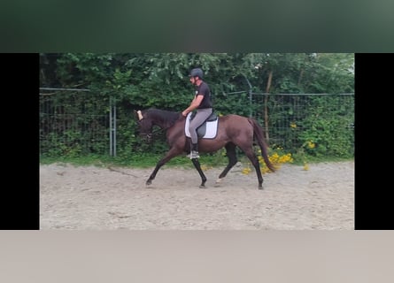 Irish Sport Horse, Wallach, 9 Jahre, 15,2 hh, Brauner