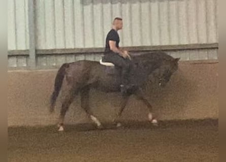 Irish Sport Horse, Gelding, 9 years, 15,2 hh, Chestnut-Red