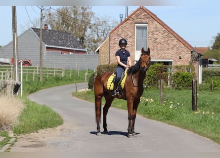 Irish Sport Horse, Gelding, 9 years, 16,2 hh, Brown