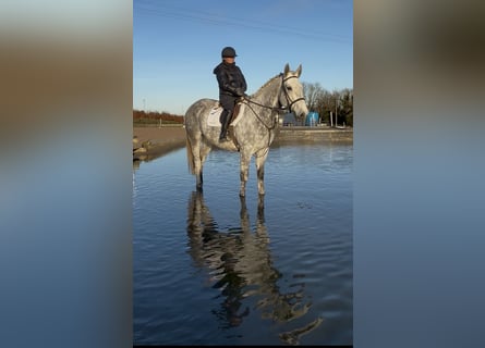 Irish Sport Horse, Gelding, 9 years, 16,2 hh, Grey