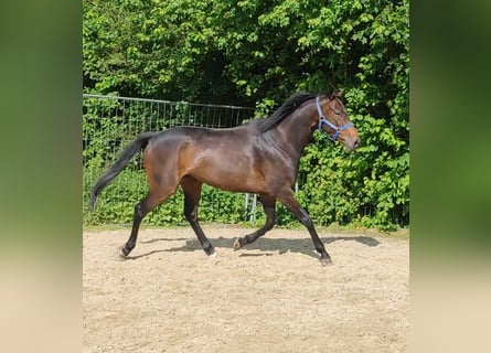 Irish Sport Horse, Hengst, 5 Jahre, 170 cm, Brauner