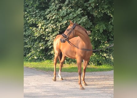 Irish Sport Horse, Hengst, 7 Jahre, 156 cm, Dunkelfuchs