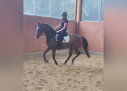 Irish Sport Horse, Hengst, 8 Jahre, 167 cm, Brauner