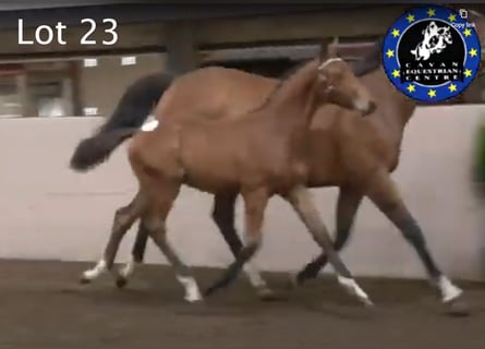 Irish sport horse, Hengst, Veulen (04/2025), 167 cm, Roodbruin