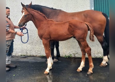 Irish sport horse, Hengst, Veulen (05/2025), 168 cm, Donkere-vos