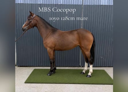 Irish Sport Horse, Mare, 10 years, 12.2 hh, Bay