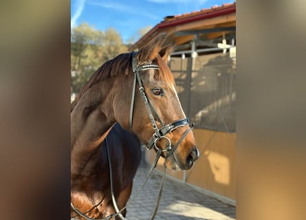 Irish Sport Horse, Mare, 10 years, 15,2 hh, Bay-Dark