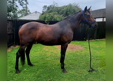 Irish Sport Horse, Stute, 13 Jahre, 15 hh, Rotbrauner