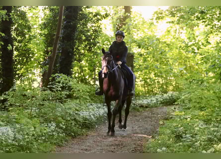 Irish Sport Horse, Mare, 13 years, 16 hh, Smoky-Black