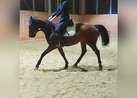 Irish Sport Horse, Mare, 13 years, 16,1 hh, Brown