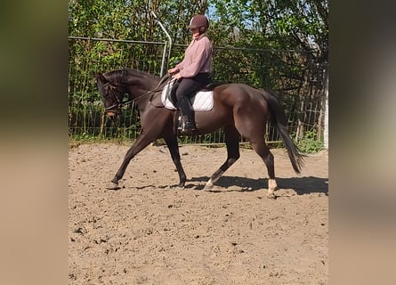 Irish Sport Horse, Mare, 14 years, 15.3 hh, Brown