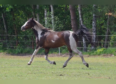 Irish Sport Horse, Mare, 15 years, 15,2 hh