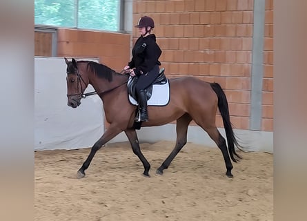 Irish Sport Horse, Mare, 15 years, 16 hh, Brown