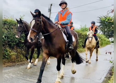 Irish Sport Horse, Mare, 15 years, 16,1 hh, Brown