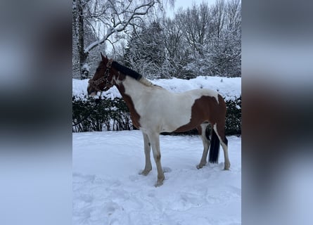 Irish Sport Horse, Mare, 16 years, 15.1 hh, Pinto