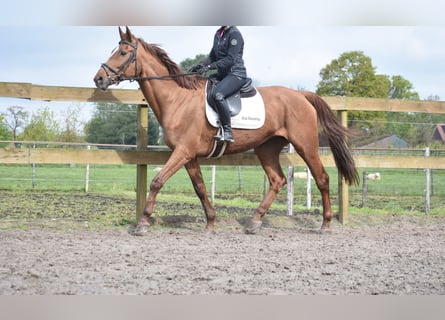 Irish Sport Horse, Mare, 16 years, 16.1 hh, Chestnut-Red