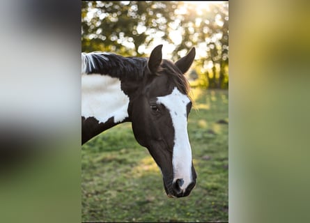 Irish Sport Horse, Mare, 17 years, 15.2 hh, Pinto