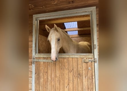Irish Sport Horse, Mare, 1 year, 17 hh, Palomino