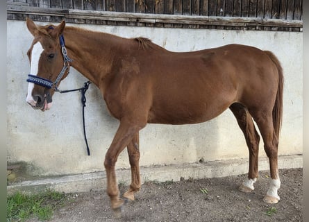 Irish Sport Horse Mix, Mare, 23 years, 16 hh, Chestnut-Red
