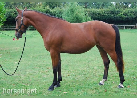 Irish Sport Horse, Mare, 3 years, 15.2 hh, Bay