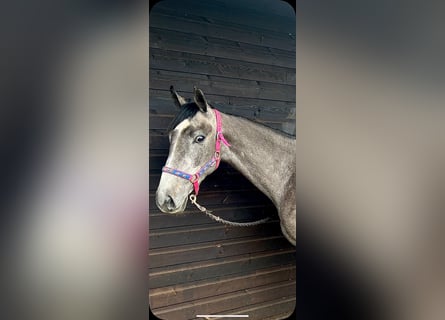 Irish Sport Horse, Mare, 3 years, 15 hh, Gray
