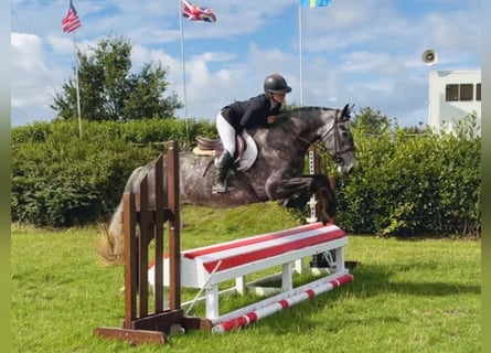 Irish Sport Horse, Mare, 4 years, 15.1 hh, Grey-Dapple