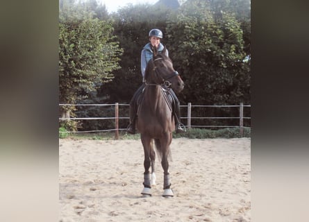 Irish Sport Horse, Mare, 4 years, 15.2 hh, Bay-Dark