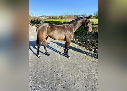 Irish Sport Horse, Mare, 4 years, 15.2 hh, Bay-Dark