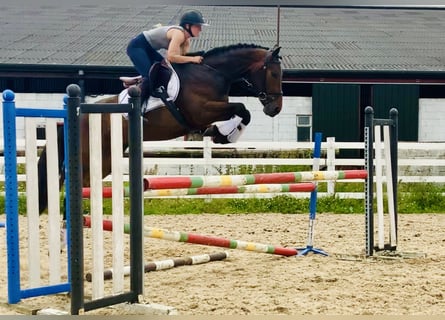 Irish Sport Horse, Mare, 4 years, 15.2 hh, Brown