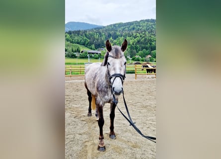 Irish Sport Horse, Mare, 4 years, 15.2 hh, Gray-Dapple