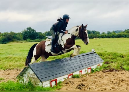 Irish Sport Horse, Stute, 4 Jahre, 15,2 hh, Schecke