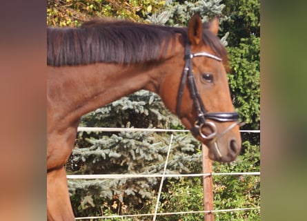 Irish Sport Horse, Mare, 4 years, 15.3 hh, Brown
