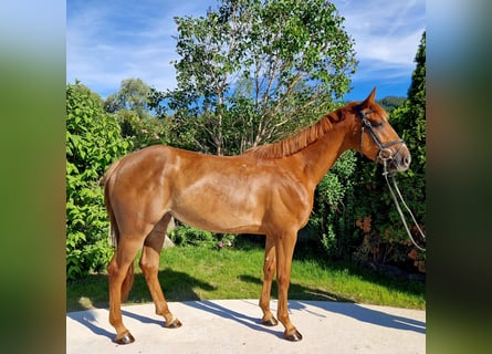 Irish Sport Horse, Mare, 4 years, 15.3 hh, Chestnut-Red