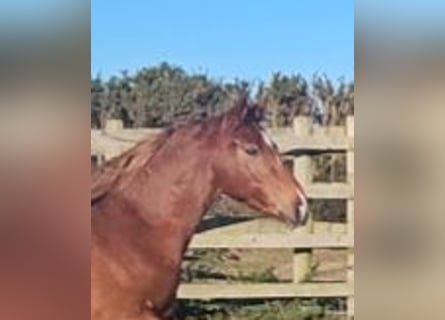 Irish Sport Horse, Mare, 4 years, 15.3 hh, Chestnut