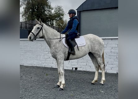 Irish Sport Horse, Mare, 4 years, 15,2 hh, Grey